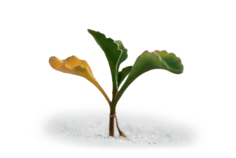FOHBC Virtual Museum Giving Seed Sprout
